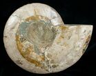 Huge Polished Cleoniceras Ammonite - Half #5213-2
